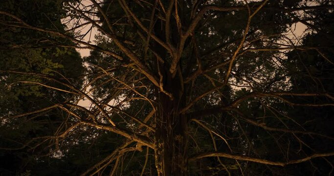 Light painting dead leafless tree in forest at night