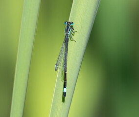 Azure Damselfly on a reed