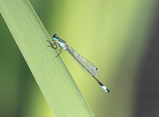 Azure Damselfly on a reed