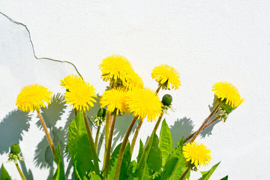 Yellow dandelions against a white wall. Yellow dandelions background with copy space. Beautiful picture for the banner.