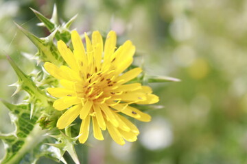 flor amarilla