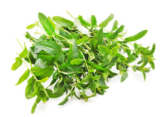 Green leaves of mint.