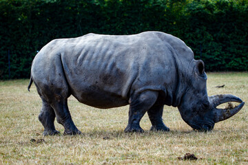 Obraz premium one horned rhinocerous at safari park of denmark
