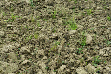 Land of a vineyard on the hills of Barolo, Piedmont Italy