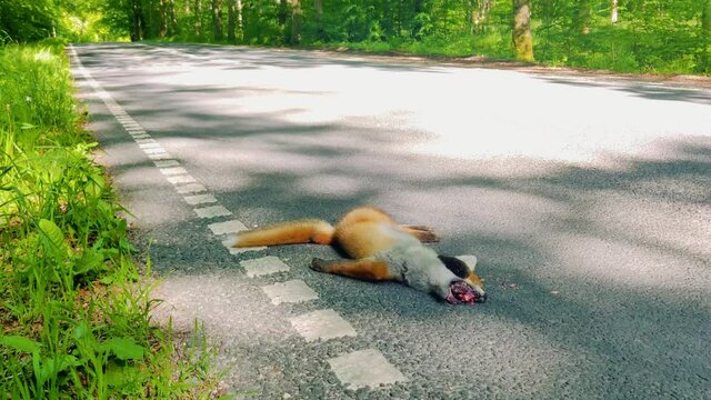 The dead fox lies on the side of road. Cars drives by.
Animal hit by a car. 
Denmark, Scandinavia, Europe