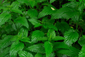 Wet nettle leaves have a beautiful green color.