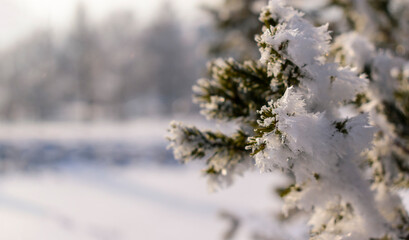 Snow on branches of a Christmas tree. Green fir covered with lace snowflakes. Selective focus. Concept of the New Year holiday, Christmas.