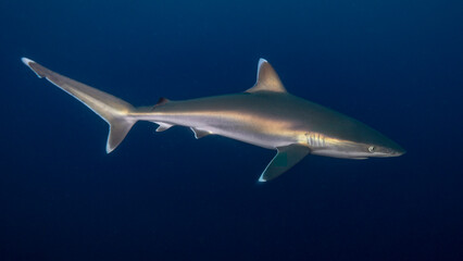 The powerful shark boasts its metallic reflections. Ponta do Ouro (Mozambique)