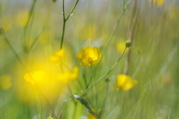 Obraz premium Gelbe Wiesenblumen in der Mittagssonne