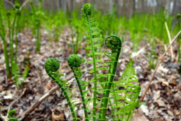 freshly grown fern in the woods in Canada, Quebec
