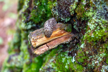 slug on a tree close-up during the rain in woods of Canada, Quebec