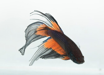 orange and black tropical fish