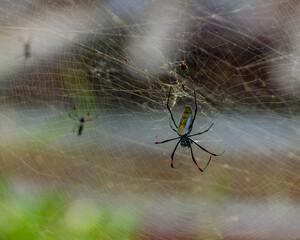 Wild Life