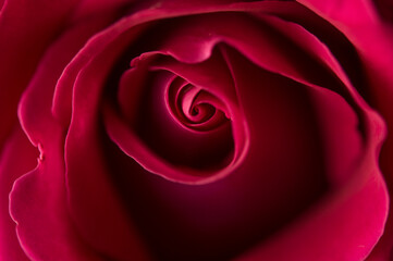 A close up macro shot of a red rose