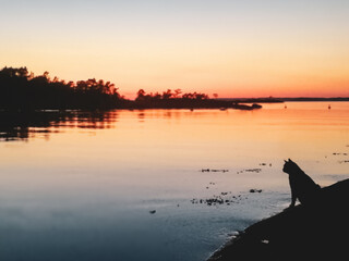 Cat sitting by the lake after sunset