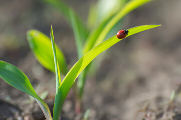 A red ladybug on the shoots of corn eats aphids. Protection of crops from pests.