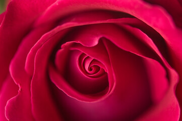 A close up macro shot of a red rose