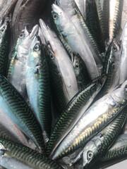 Mackerels for sale in fish market
