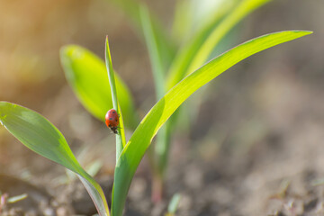 Red ladybug on the shoots of corn in the field. © imartsenyuk