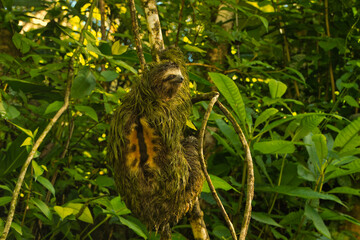 male sloth on a tree branch