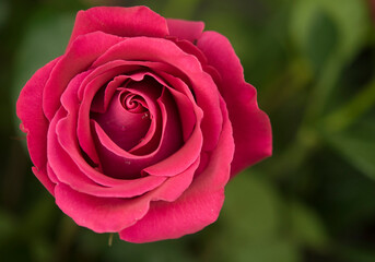 Red rose on a green background