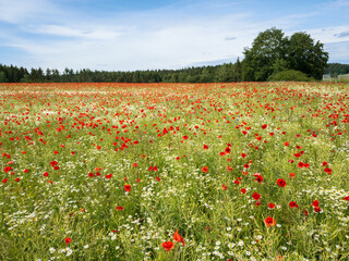 Red Poppy field with forest background and cloudy sky