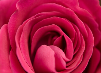 Fototapeta na wymiar A close up macro shot of a red rose