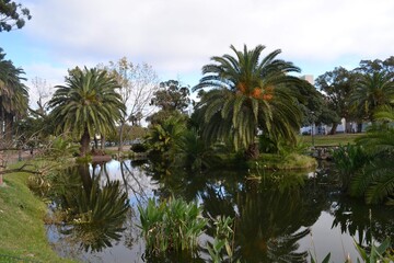 Fototapeta na wymiar palm trees and blue sky on a park