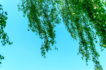 Birch branches with young juicy green leaves hang against the blue sky. Branches swaying in the wind