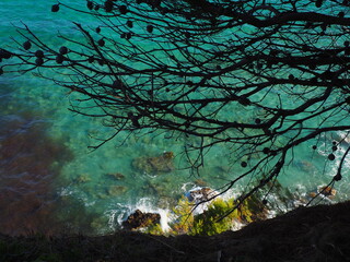 Paisaje Betlem &Aacute;rbol Pi&ntilde;a 1