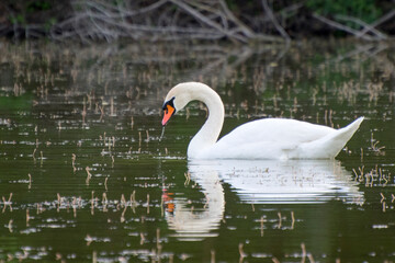 White swan on a quiet pond. The silhouette of a bird is reflected in the water.