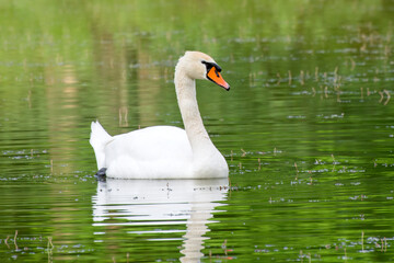 White swan on a quiet lake. The silhouette of a bird is mirrored in the water.