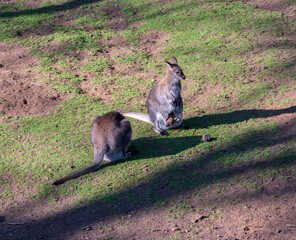 Kangaroo and her baby in her pocket