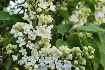Focus photos is left on the photo on a ten leaf flower of white lilac. Blurred / soft focus background. Good luck concept and Wildlife Beauty Concept. Close up.
