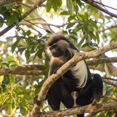 A close up of a Colobus Monkey high up on the tree