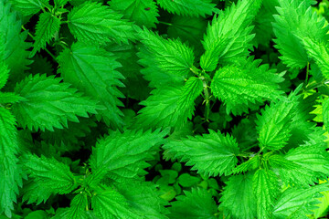 Naklejka na ściany i meble Macro Photo of a plant nettle. Nettle with fluffy green leaves. Background Plant nettle grows in the ground.