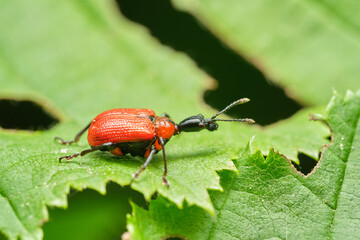 Hazel-leaf roller weevil (Apoderus coryli), Czech Republic, Europe