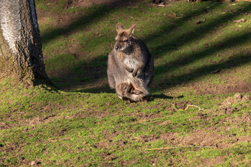 Kangaroo and her baby in her pocket