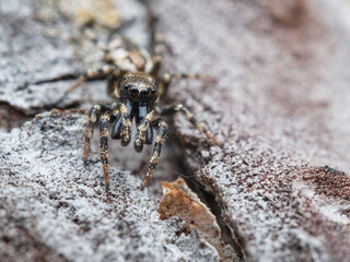 Jumping spider Salticus zebraneus on bark. Macro photography. Czech Republic, Europe.