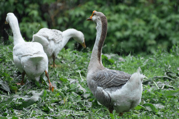 Breeding domestic geese at the house. Big gray goose.
