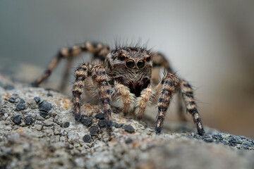 Female of Aelurillus v-insignitus jumping spider, Czech Republic, Europe