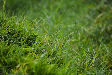 A snap shot of grass 