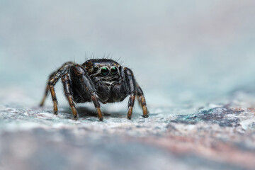 Jumping spider Evarcha arcuata on stone. Macro photography. Czech Republic, Europe.