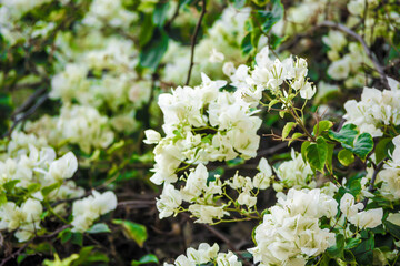 A capture of flowers.