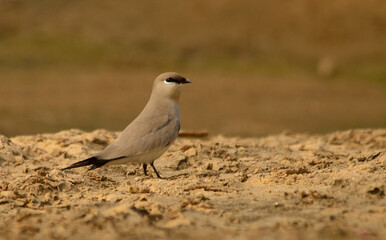 small pratincole bird in river bed