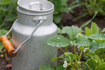 Obraz premium Growing strawberries on the field. Aluminum vessel for collecting berries.