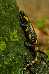 Fire salamander (Salamandra salamandra) on tree. Czech Republic, Europe