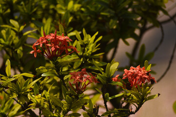 Obraz premium A snapshot of plants.