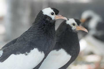 Young english carrier pigeons. Breeding of birds.
