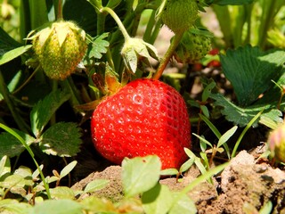 strawberries in the garden